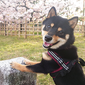 愛犬「うた」と御所の桜