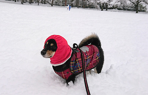 雪の日のワンコ＠京都御所