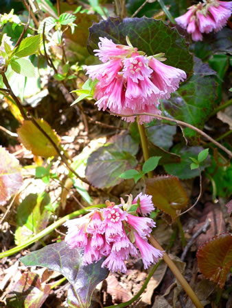 可憐なオオイワカガミ（大岩鏡）の花