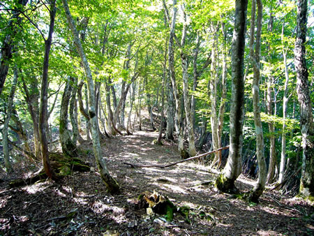 きれいな樹木の中を通る登山道