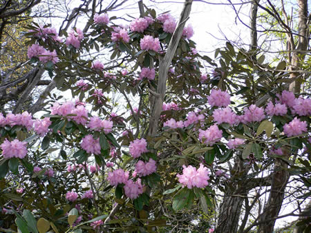 たくさんの花をつけるシャクナゲ（石南花）