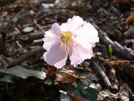 可憐なピンクのイワウチワ（岩団扇）の花