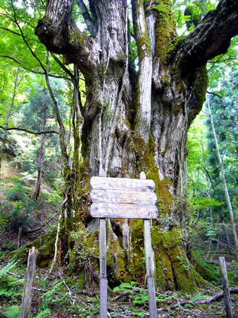 下谷最大のカツラの木（保存木）