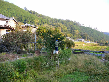 水尾の里のゆず畑の風景