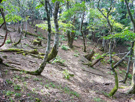 山頂から西へ続く明るい稜線