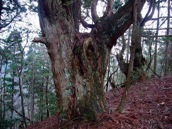 大悲山に向かう稜線にあるアシウスギ